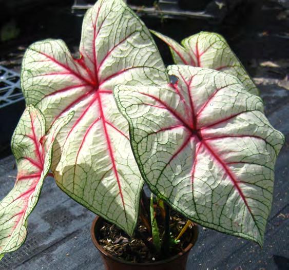 caladiums tend to be