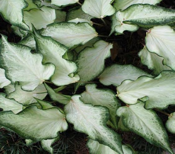 Caladiums Strap Leaf Varieties