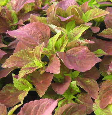 Alabama coleus is an old favorite among landscapers. Full sun to partial shade.