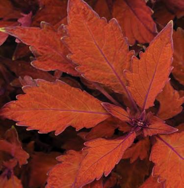 ! ! ! Habanero Grows 12-18 tall & 16-18 wide This coleus has bright orange leaves