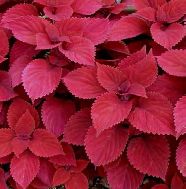 color with vigorous habit. Top performer. Full sun to partial shade.
