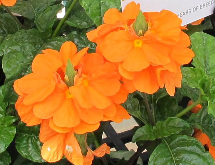 Crossandra Orange Marmalade Crossandra infundibuliformis Heat-tolerant