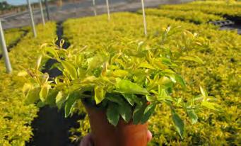 Landscape Elite upright shrub with bright yellow and green foliage that is a
