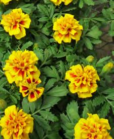 marigold. An early bloomer with very large flowers, 2-2½, on compact plants.