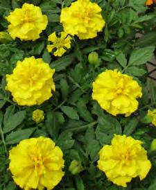 compact and carefree 'Million Gold' has bright green foliage and produces a