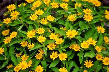 A tried and true annual for hot weather, butter daisy will produce a colorful