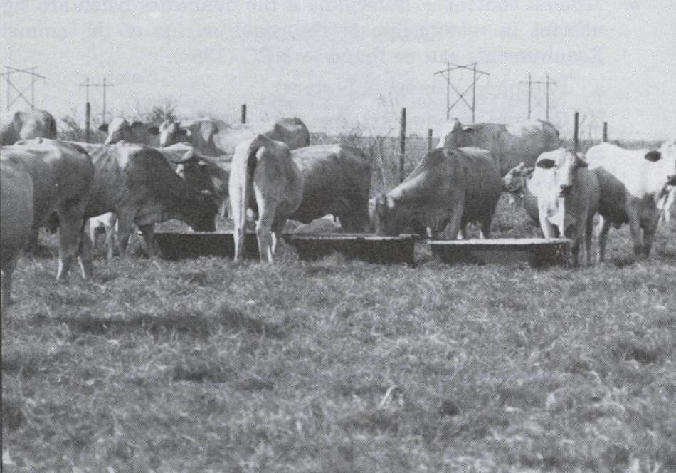 Archival copy: for current recommendations see http://edis.ifas.ufl.edu or your local extension office. Molasses-Based Feeds and Their Use as Supplements for Brood Cows e. Fat content.