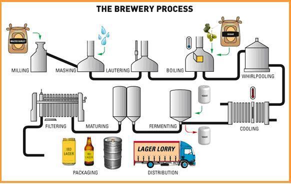 The process of making beer is called brewing, which includes breaking the starch in the grains into sugary liquid, so-called wort and fermenting the sugars in the wort into alcohol and CO 2 by