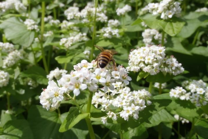 Both day length and ambient temperature influences the rate of buckwheat maturity, thus affect the timetable of honeybees in the
