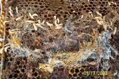 Small Hive Beetle, Varroa