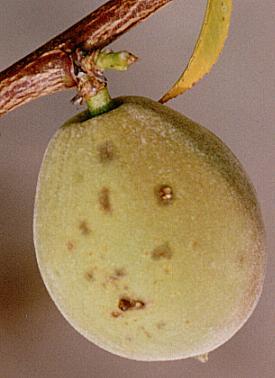 on Young Fruit Peach scab Bacterial spot