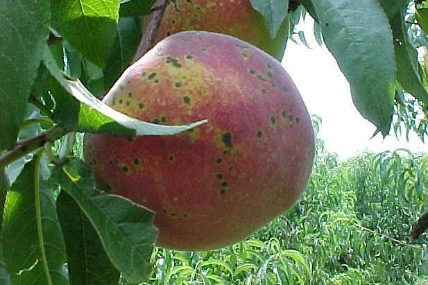 NC State University Cultivar: Conditions for Infection -- peach cultivar susceptibility -- peach stage of growth -- weather (moisture, temperature)