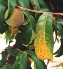 -- Infections of fruit can cause significant economic loss.