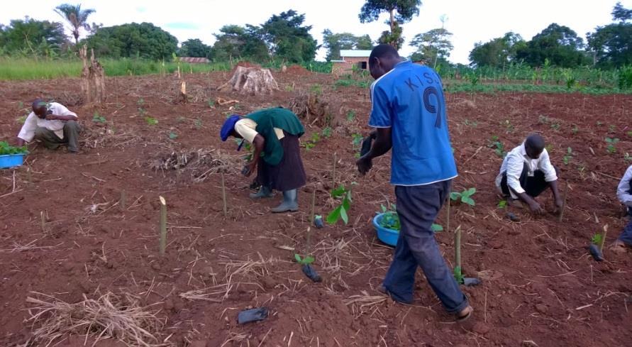 2 Selection of host farmers with newly planted coffee seedlings