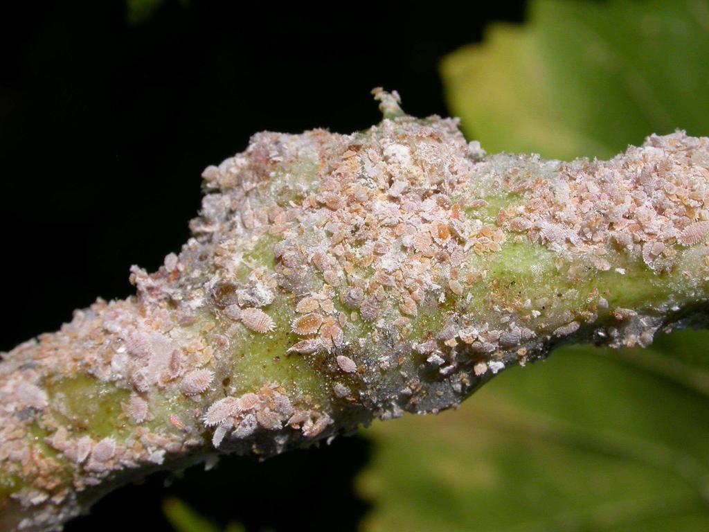 Effects of Exotic Insect Pests on IPM Programs in California Table Grapes David