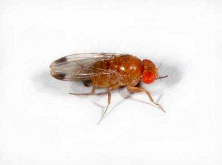Spotted Wing Drosophila Drosophila suzukii Native to SE Asia First