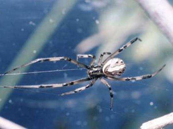 IPM for Black Widow Spiders Proper identification Only treat for black widows
