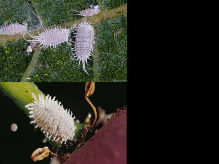 Pseudococcus y Planococcus grape mealybug vine mealybug Pseudococcus viburni and maritimus: Long tails 2-3 generations per year Synchronized stages Feed in hidden places Medium amount of