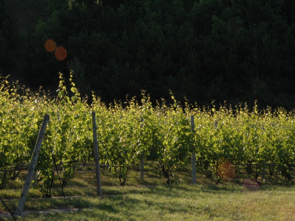 Vineyard Insect Management what does a new vineyard owner/manager need to know?