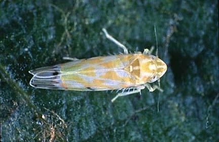 Leafhoppers Grape Leafhopper Erythroneura comes Potato Leafhopper Empoasca fabae Overwinters near vineyards and moves to grapes in late May-June.