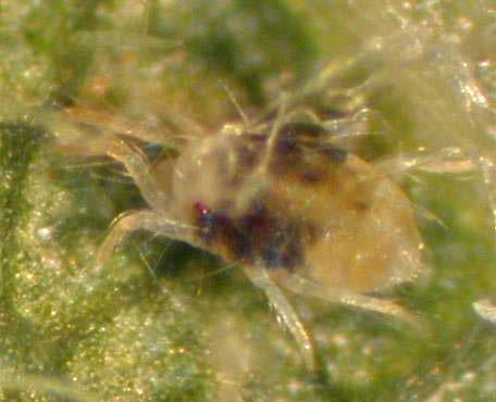 Predatory mites usually keep plant-feeding mites