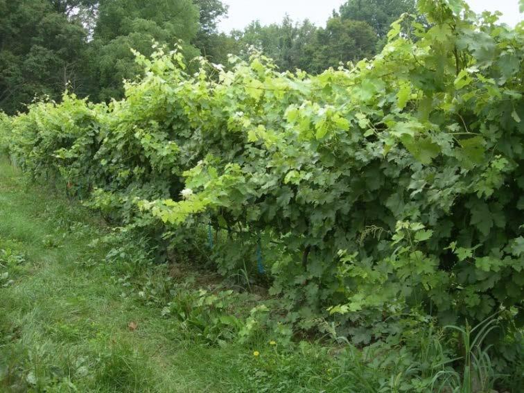 How to keep an open canopy in Texas Manage vine vigor irrigate but do not over irrigate be judicious with fertilizer applications, especially N