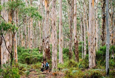 Passing limestone formations, you will then journey south through scenic bushland into the majestic karri forest where you will be dwarfed by the towering karri trees.