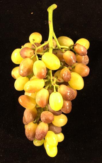 Thompson Seedless berry collapse Devastating problem in 3 of the last 15 seasons 1997/98 2000/01 2007/08 (losses in