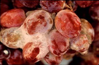 Gray mold (caused by Botrytis cinerea) on