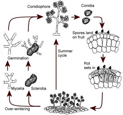 Conidial infection of the stamens and/or