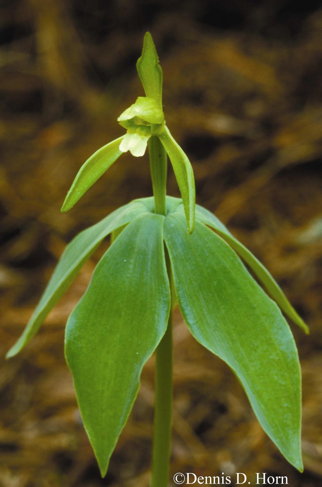 Common Name: SMALL WHORLED POGONIA Scientific Name: Isotria medeoloides (Pursh) Rafinesque Other Commonly Used Names: none Previously Used Scientific Names: