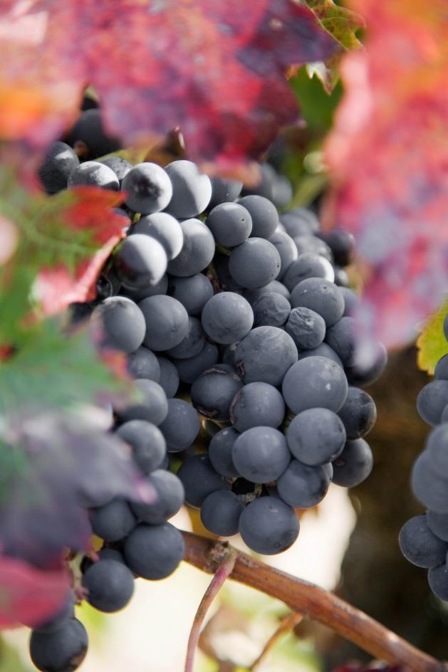 Varieties The region's Tempranillo clone, the Tinta Madrid as it is known here, has very special characteristics.