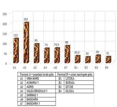 4) while the varieties approved, the maximum on the number of grains per spikelets was obtained at B3 variant (variety Izvor 38.0), followed in descending order of variants B1 (variety Litera - 35.