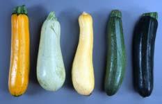 squash varieties after storage for 10 days at temperatures.