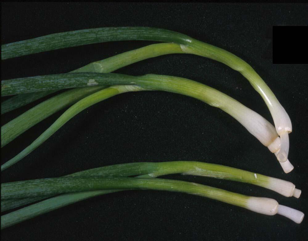 Curvature and telescoping of cut stem end Telescoping or growth of cut stem end Trimmed Green Onions Relationship between water