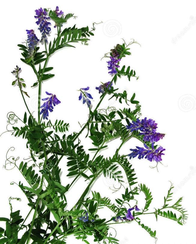 Bird vetch (Vicia cracca) Native to Europe and Asia in open habitats First report in North America 1860 Rampart Experiment Station on
