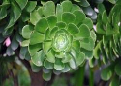 2018 Annual Plant Sale Cacti/Succulents Plant List Items in blue type are available in limited