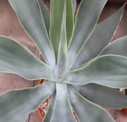 Agave sp Full sun Low water Flowers only once by growing a tall center stem to produce flower