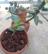 Crassula ovata Jade Full sun to part sun Low water An easy to maintain house plant for a sunny