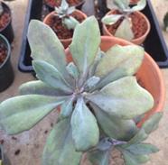 synsepala Walking or cup kalanchoe Full to bright sun, south facing window Medium water generall, low