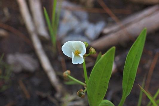 Ranges from NS to AK, south to CA, TX and NJ. Sagittaria graminea Michx.