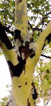Platanaceae sycamore family Platanus hybrida London plane tree COMMON ORNAMENTAL Sight ID characteristics