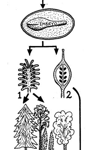 reproduction). 1.2 Plants with and without seeds: Plants can be divided into two main groups, according to spore types (1) Plants with simple spores (Sporophytes) e.g. algae, mosses, ferns. fungi.
