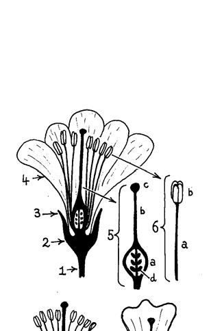 3 FLOWER STRUCTURE 3.1 Flower parts: Flowers of Angiosperms consist of same or all of the following parts: (1) a stalk (pedicel); (2) a base (receptacle). (3) old bud scales (sepals and bracts).