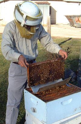 The first two methods involve sampling the number of mites on adult bees, and the third method involves sampling the number of mites that fall on a sticky board placed bottom of the colony over a 24
