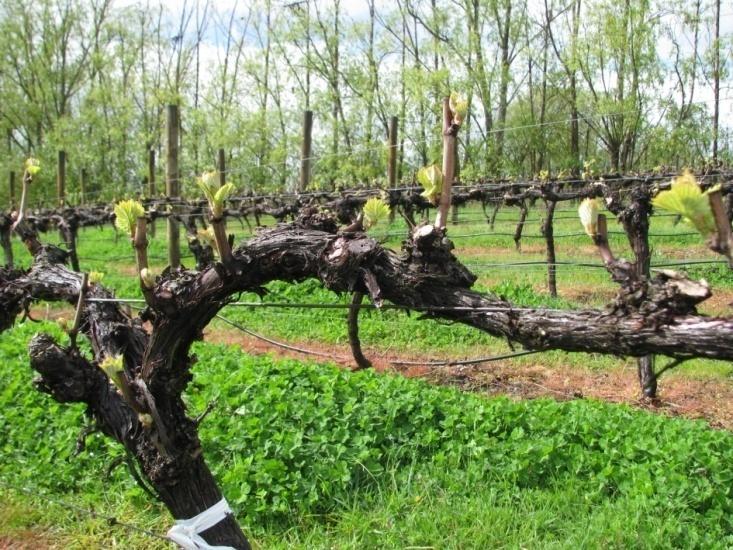 vineyard, pruned by hand to 20 buds Pinot Noir (clone