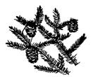 A popular lumber tree. Has stiff, dull green needles 4-6" long, scaly bark and 1½-2¼" cones.