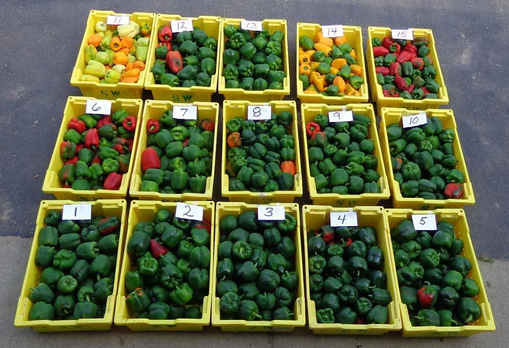 Figure 1. Bell pepper entries in the 2013 SWMREC bell pepper trial. Front row (from left): Bastille, Rampart, SV3255PB, PS09979325, and Classic F1.