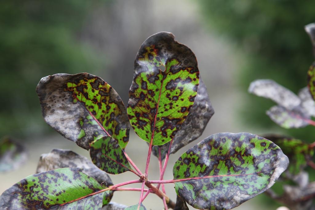 Foliar blight Phacidiopycnis