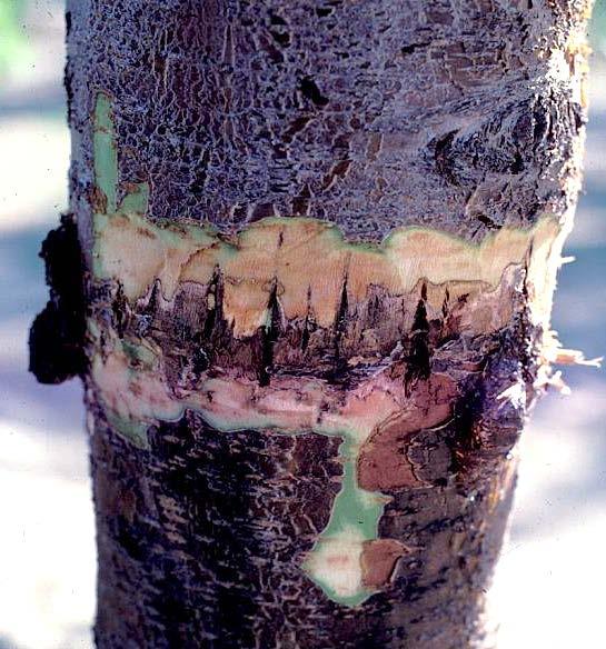 Band canker The pathogen(s) invade stems through growth cracks Affects 2 to 6-years-old trees Affects vigorously
